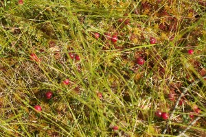 Karpaloita olis suo täynnä ja tuonne pitäs päästä ennen kuin peittyvät lumen alle.