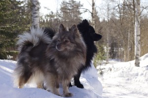 Nappi ja Nero tutkat päällä