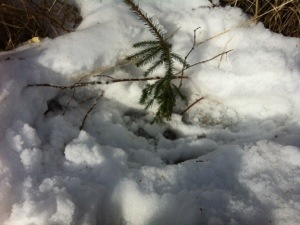 Maasta se pienikin ponnistaa