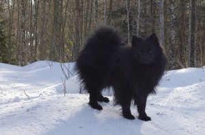 Nero joka oppi tänään kävelemään sivulla hienosti 