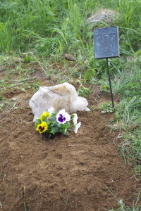 Ossi-kissan lepopaikka.