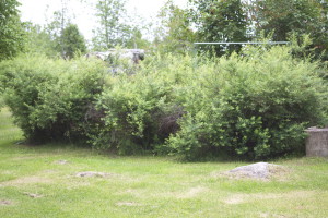 Tässä vielä norjanangervot rehottaa