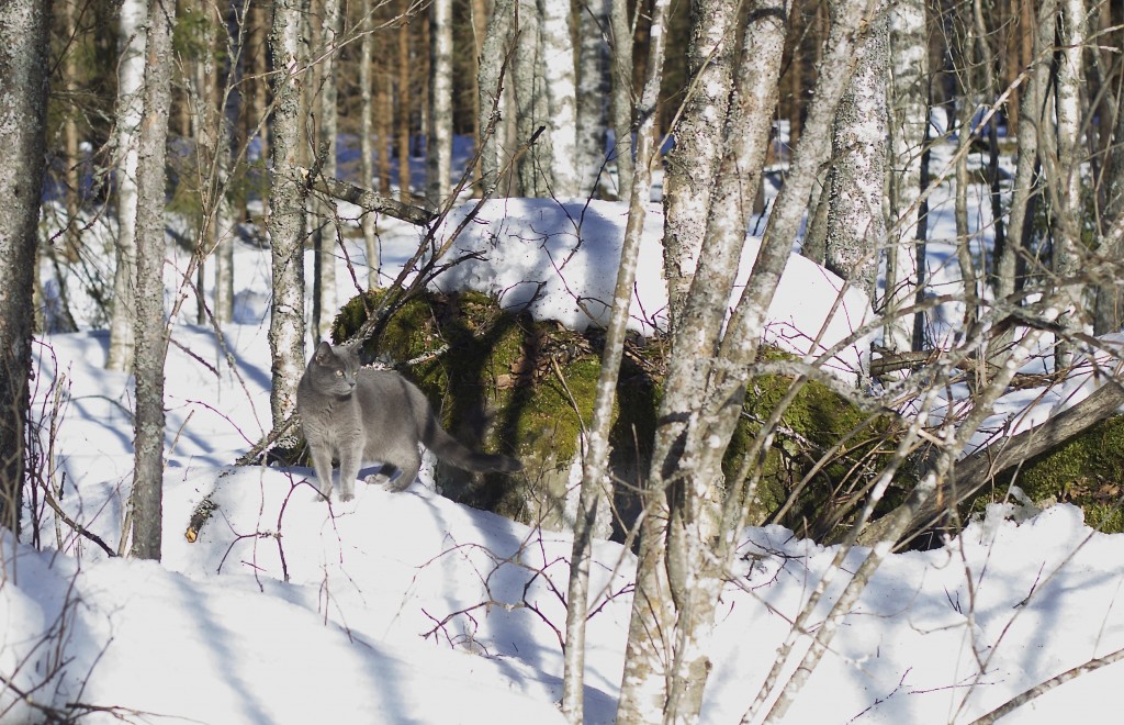 Elmo, mukana lenkillä :D
