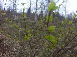 Meijän istutetut koivut alkaa olla isoja ja kyllä on upeen näköstä kun alkaa vihertää :)